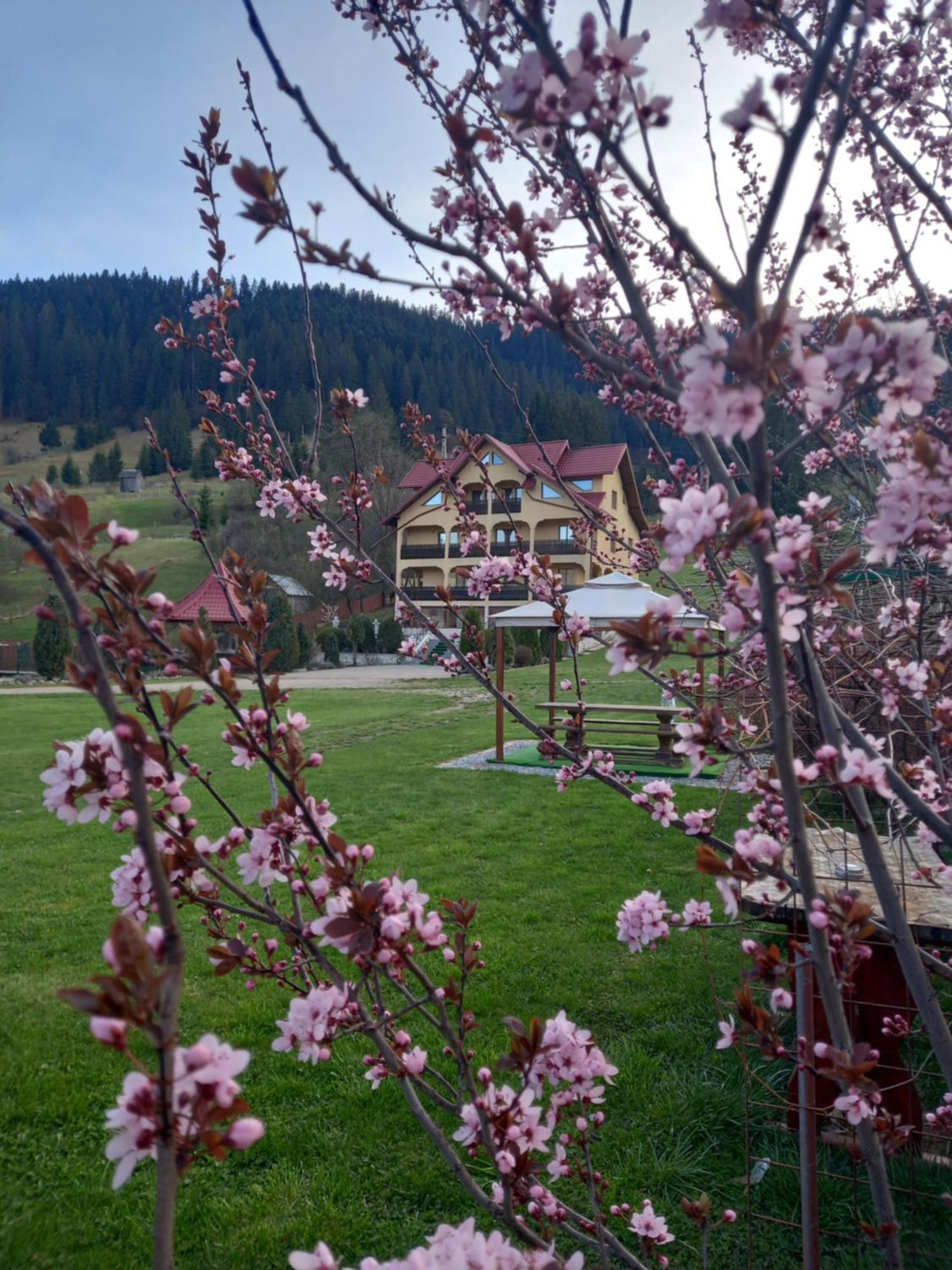 Pensiunea Alunis Hotel Sadova  Exterior foto